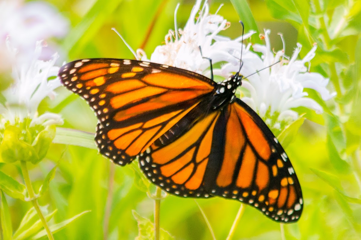 Monarch butterfly