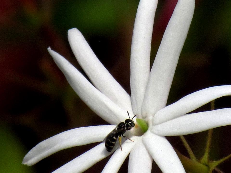 Jasminum nitidum :angelwing jasmine(Kundh)