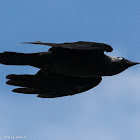 Jackdaw