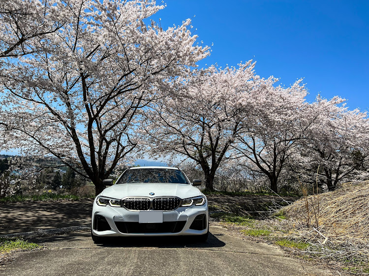 3シリーズ ツーリングの桜並木と愛車・桜吹雪・g21・BMW3シリーズツーリングに関するカスタム事例の投稿画像1枚目