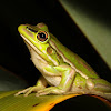 Green and Gold Bell Frog