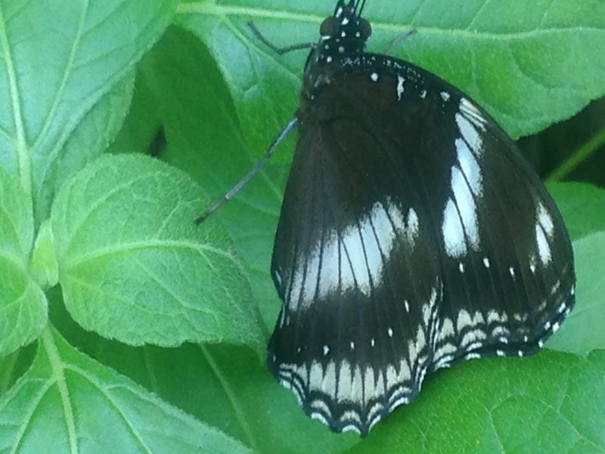 Great Eggfly