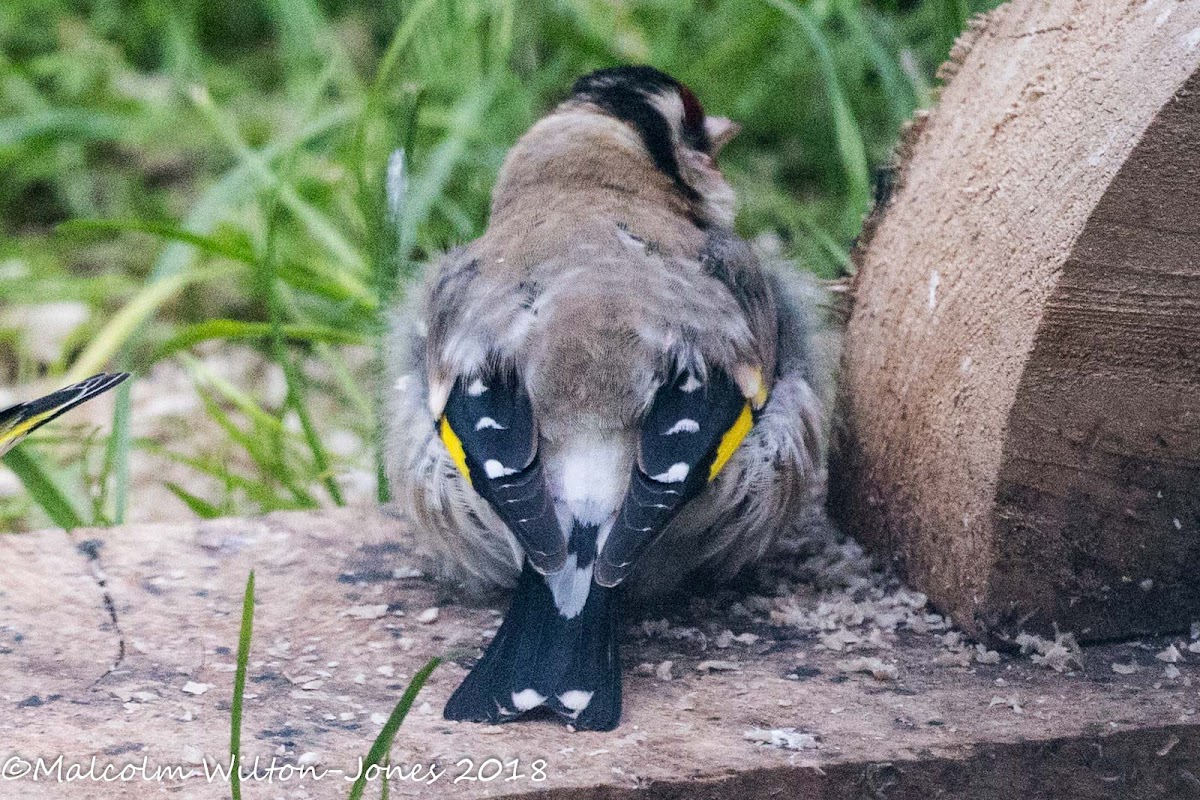 Goldfinch