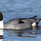 Northern pintail