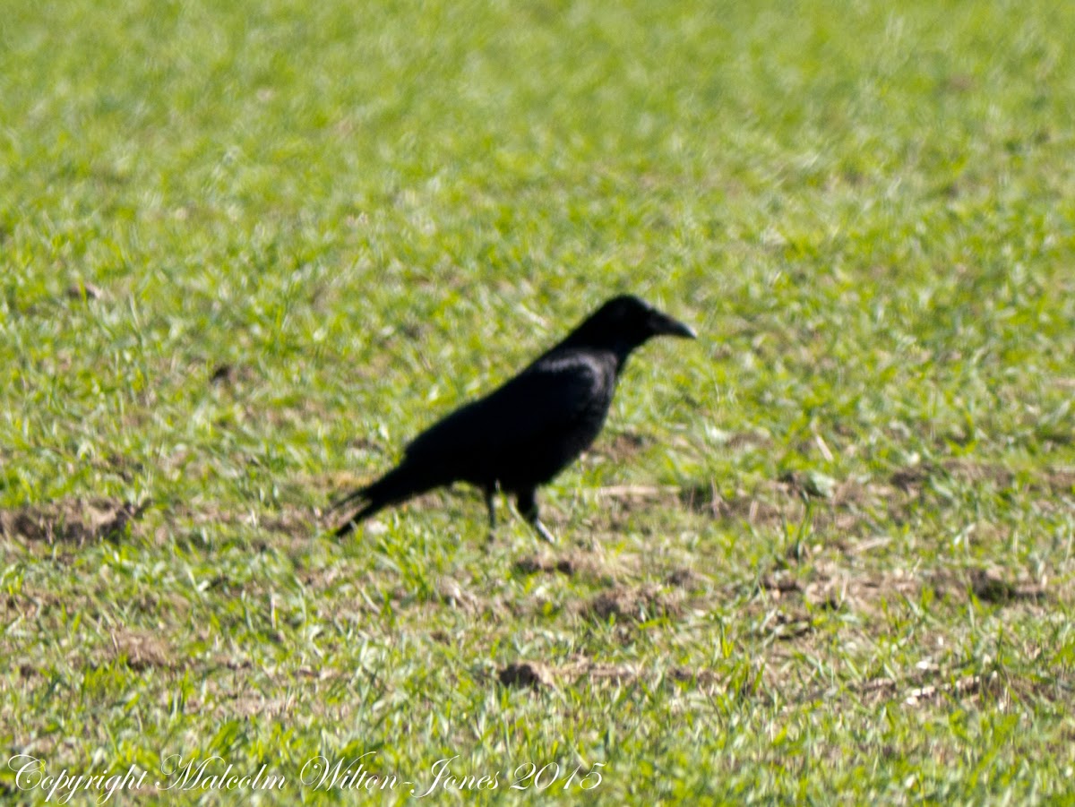 Carrion Crow