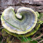 Rainbow Bracket (aka Turkey Tail)