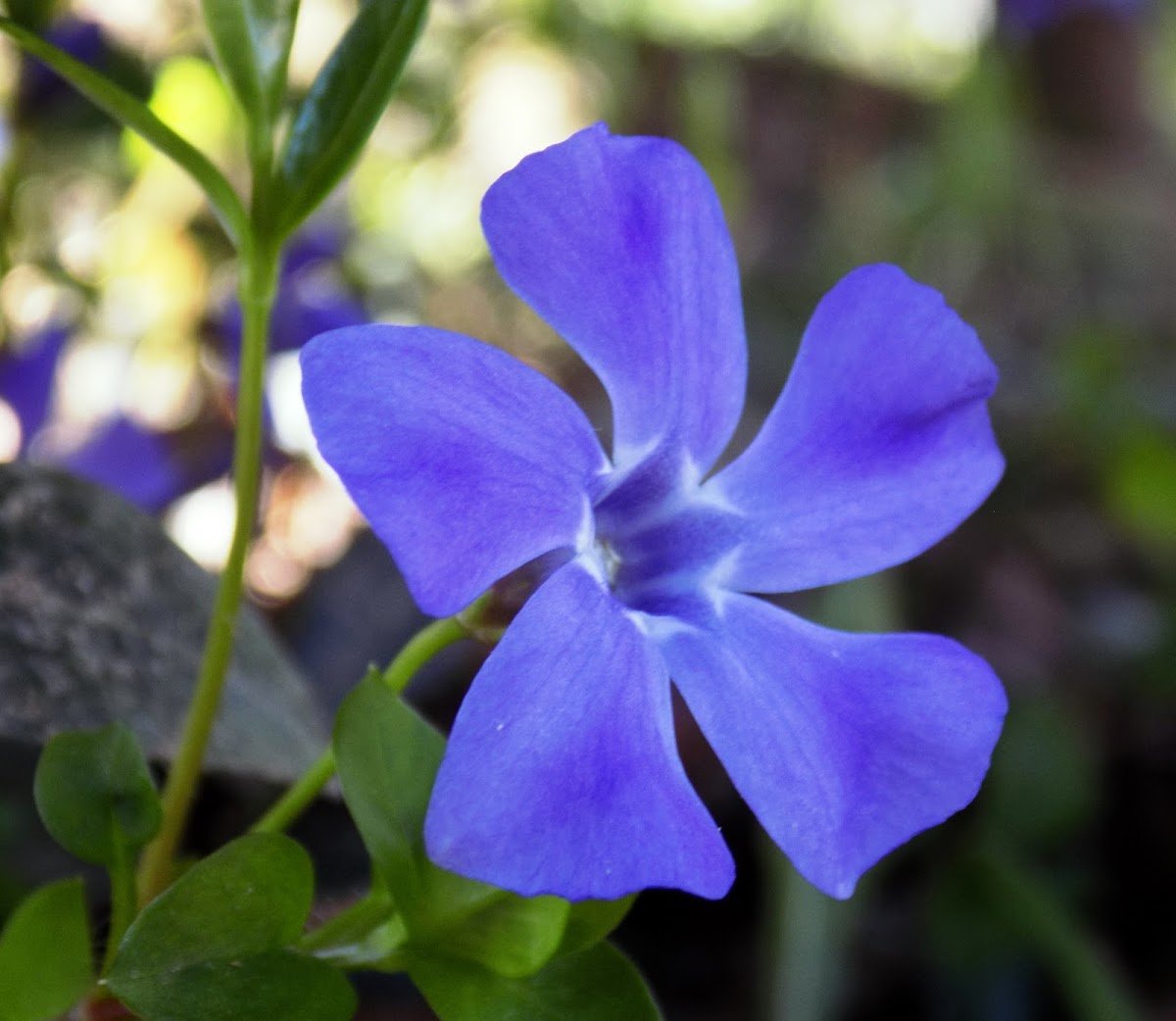 Lesser periwinkle