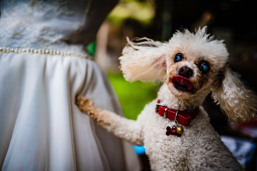 Fotógrafo de casamento Claudiu Stefan (claudiustefan). Foto de 13 de agosto 2018