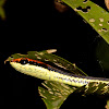 Common Bronzeback Tree Snake