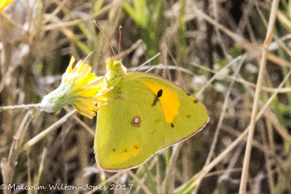 Clouded Yellow