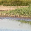 Pied Wagtail