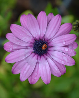 The ladybug and the flower di giulia03