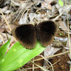 Tawny Palmfly