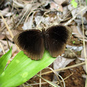 Tawny Palmfly