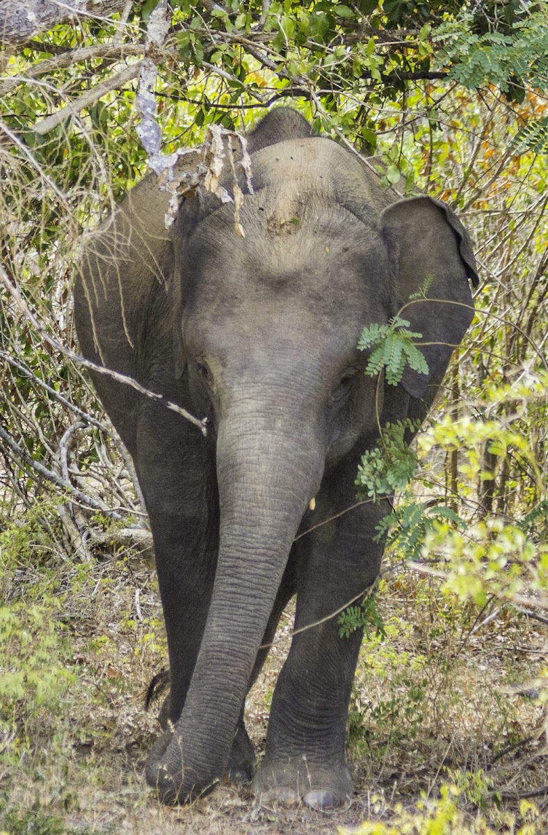 Sri Lankan Elephant