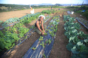 Nosipho Vuthela is the chair of the Gedlumhlanga Youth Cooperative and Farmers. 