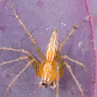 Striped lynx spider (orange faced)