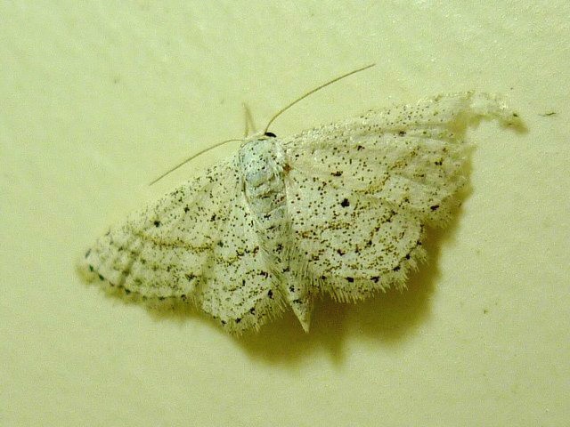 Moth