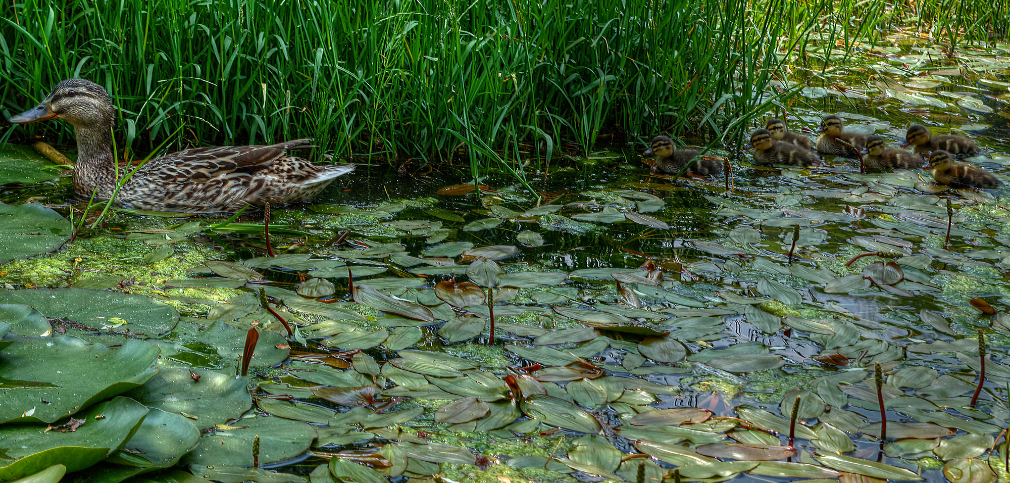 Il battesimo dell'acqua di Moreno re