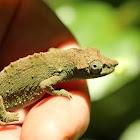 Marshall's Pygmy Chameleon