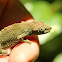 Marshall's Pygmy Chameleon