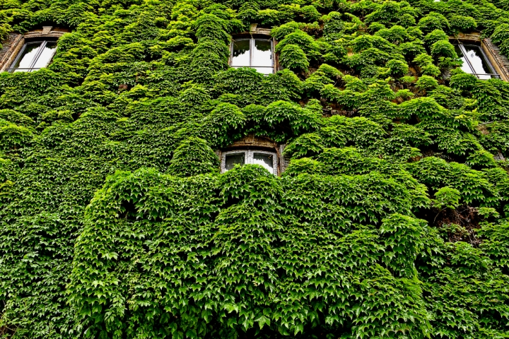 Natura alla riscossa... di AlfredoNegroni