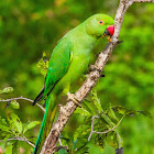 Rose-ringed Parakeet, ringed-neck parakeet