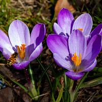 Tre fiori e un ape di 