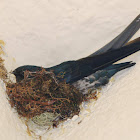 swallow