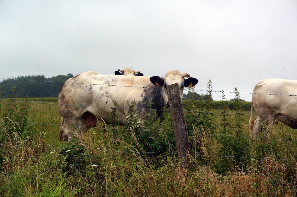 Долины Лана, Рейна, Мозеля, Ара, Саара с добавлением Бельгии и Франции на юбилей.