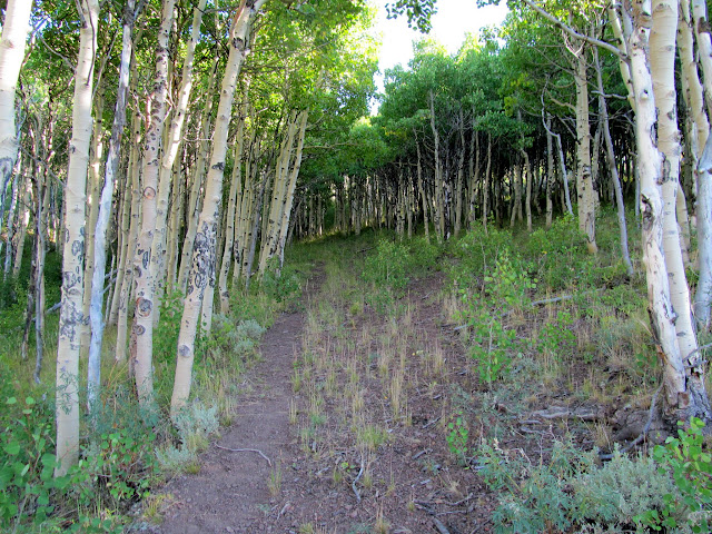 Tunnel through an aspen grove