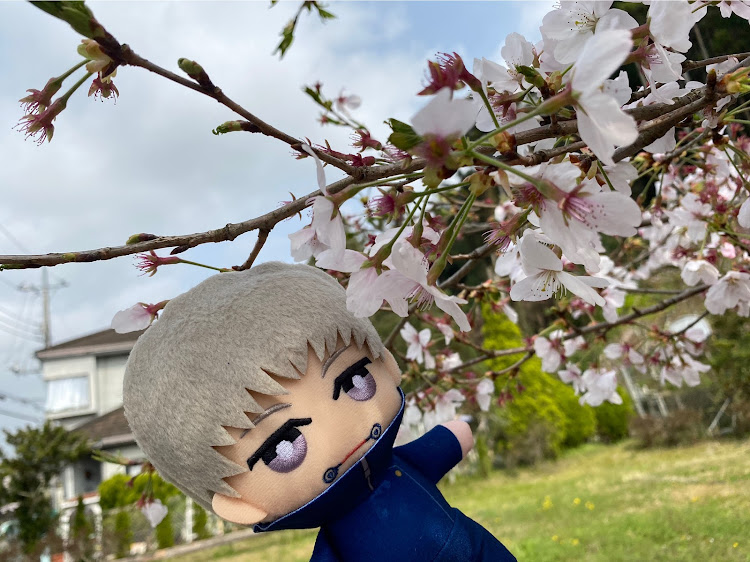 マーチの桜と愛車・桜とコラボ・桜・ナンバーステー・嫁の車に関するカスタム事例の投稿画像2枚目