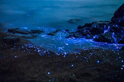 Bioluminescence Tours  Stories from Exploria Resorts