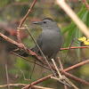 Grey Catbird