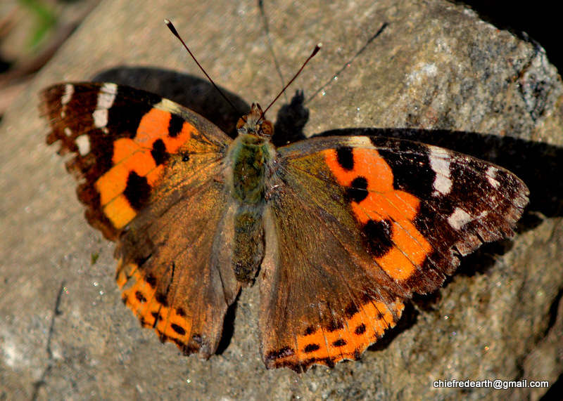 Indian Red Admiral