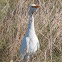 Cattle Egret