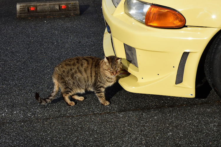 の投稿画像2枚目