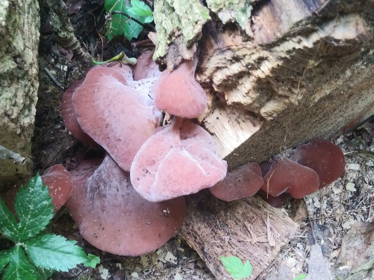 Wood Ear