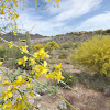 Blue Palo Verde