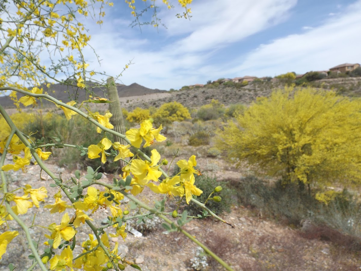 Blue Palo Verde