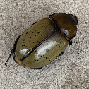 Eastern Hercules beetle (female)