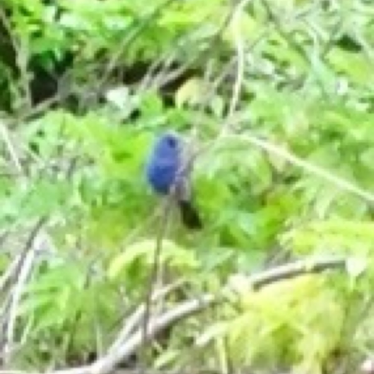 Blue Grosbeak