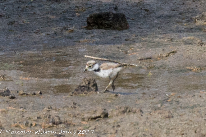 Little Ringed Plover