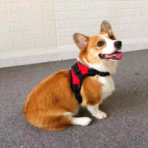 Title 8, Small Dog Vest Type Rope Chest Back Harness, br...