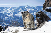 HI, I'M DARREL THE SNOW LEOPARD: A scene from 'Planet Earth II', shot in Ladakh, India.