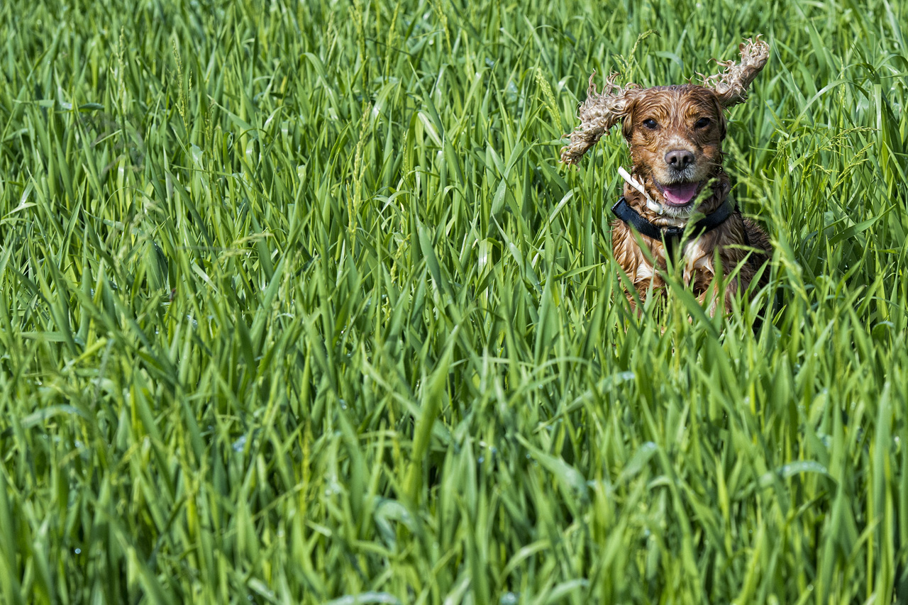 Into the green di Andrea Izzotti