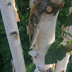 Paper Birch