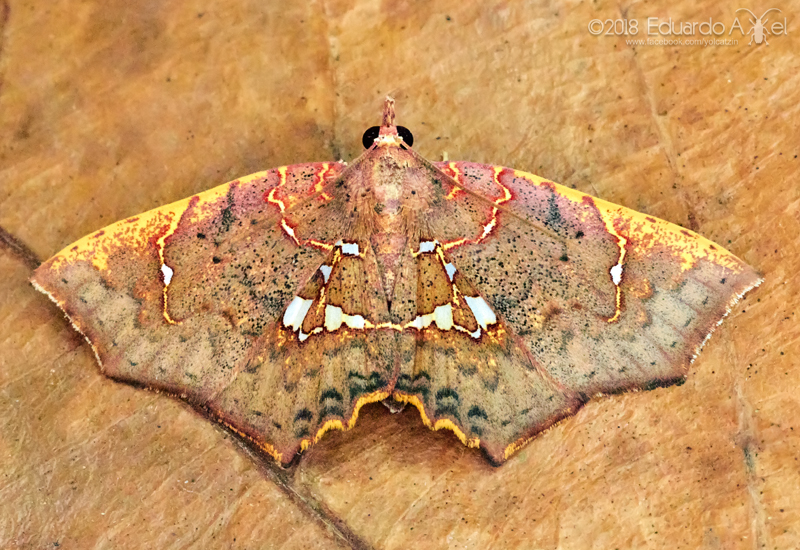 Magma moth