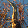 American Bittern