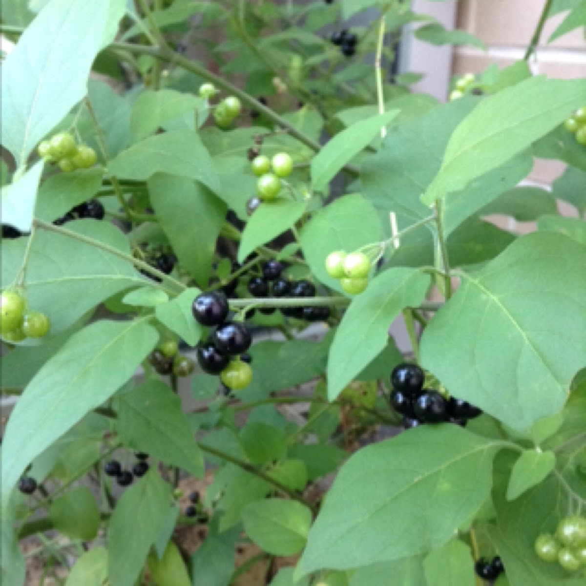 American Nightshade